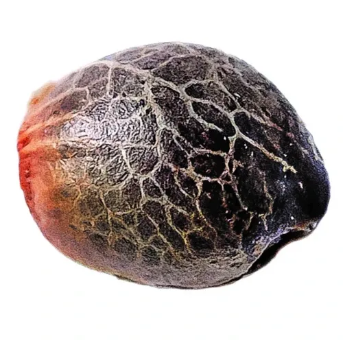Magic Melon (Autoflower) Seeds image 3