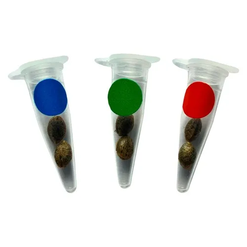 Crashed Out Cookies Multipack Seeds (Feminized)