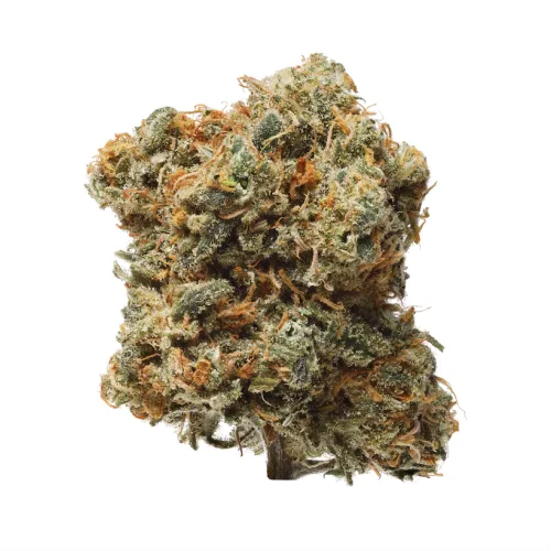 BC Organic Blue Dream