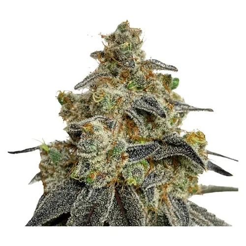 Crashed Out Cookies Multipack Seeds (Feminized) image 3